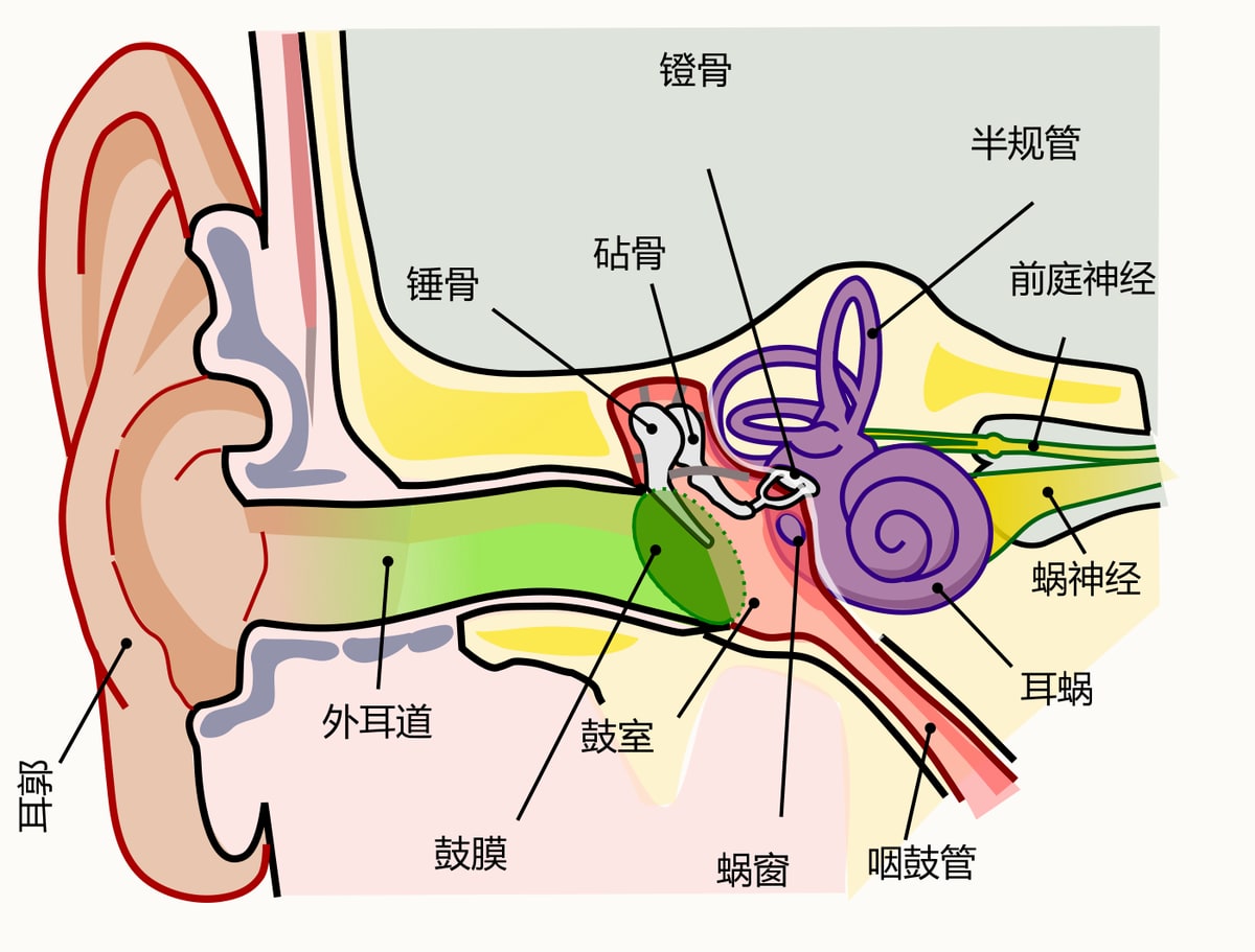 人耳解剖示意图,绿色为外耳,红色为中耳,紫色为内耳,中文标注,标出耳郭、外耳道、鼓膜、锤骨、砧骨、镫骨、耳蜗与蜗神经等结构