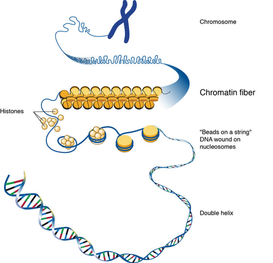 染色质的层级示意:DNA 双螺旋缠绕在组蛋白上形成「串珠」样的核小体,再折叠成染色质纤维与染色体