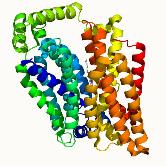 人葡萄糖转运体 1(GLUT1)的晶体结构(PDB 4PYP),2014 年由清华大学团队解析