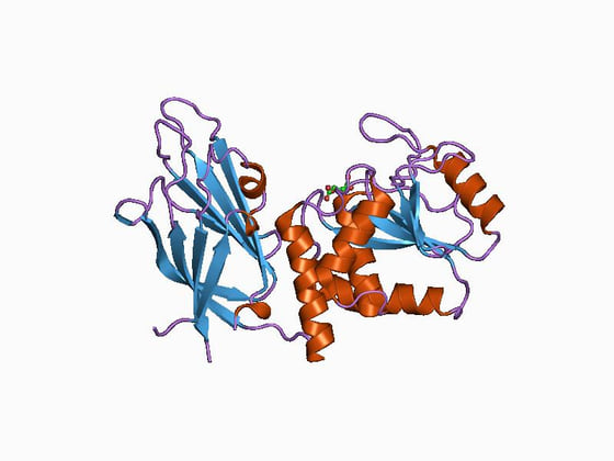PTEN 蛋白的晶体结构(PDB 1D5R),含磷酸酶结构域与 C2 结构域