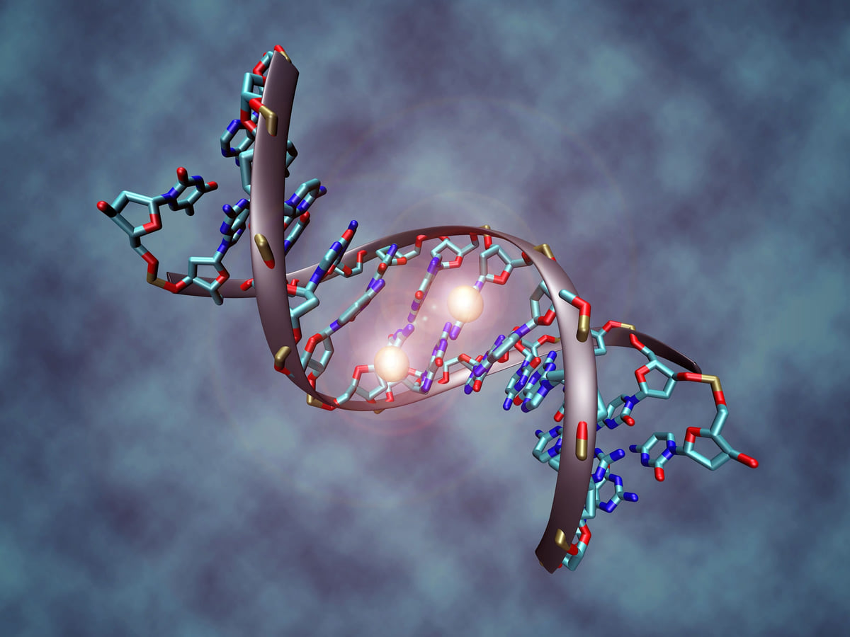 DNA 甲基化的分子结构示意:两条链中央的胞嘧啶各带一个甲基。甲基化检测读取的就是 15q11–q13 区域的这一标记,一项检测能同时区分 Prader-Willi 与 Angelman 两个方向