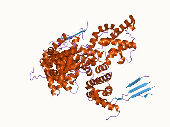 SYNGAP1 编码的 SynGAP 蛋白 C2 与 GAP 结构域的晶体结构(PDB 3BXJ,取自大鼠)