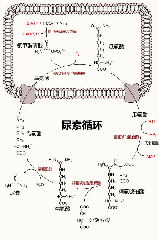 尿素循环示意图(中文标注):氨在线粒体内经氨甲酰磷酸、瓜氨酸进入胞质,依次生成精氨酸琥珀酸、精氨酸,最后由精氨酸酶水解为鸟氨酸与尿素